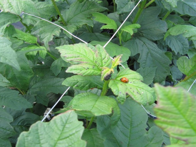 Biologische bestrijding in actie