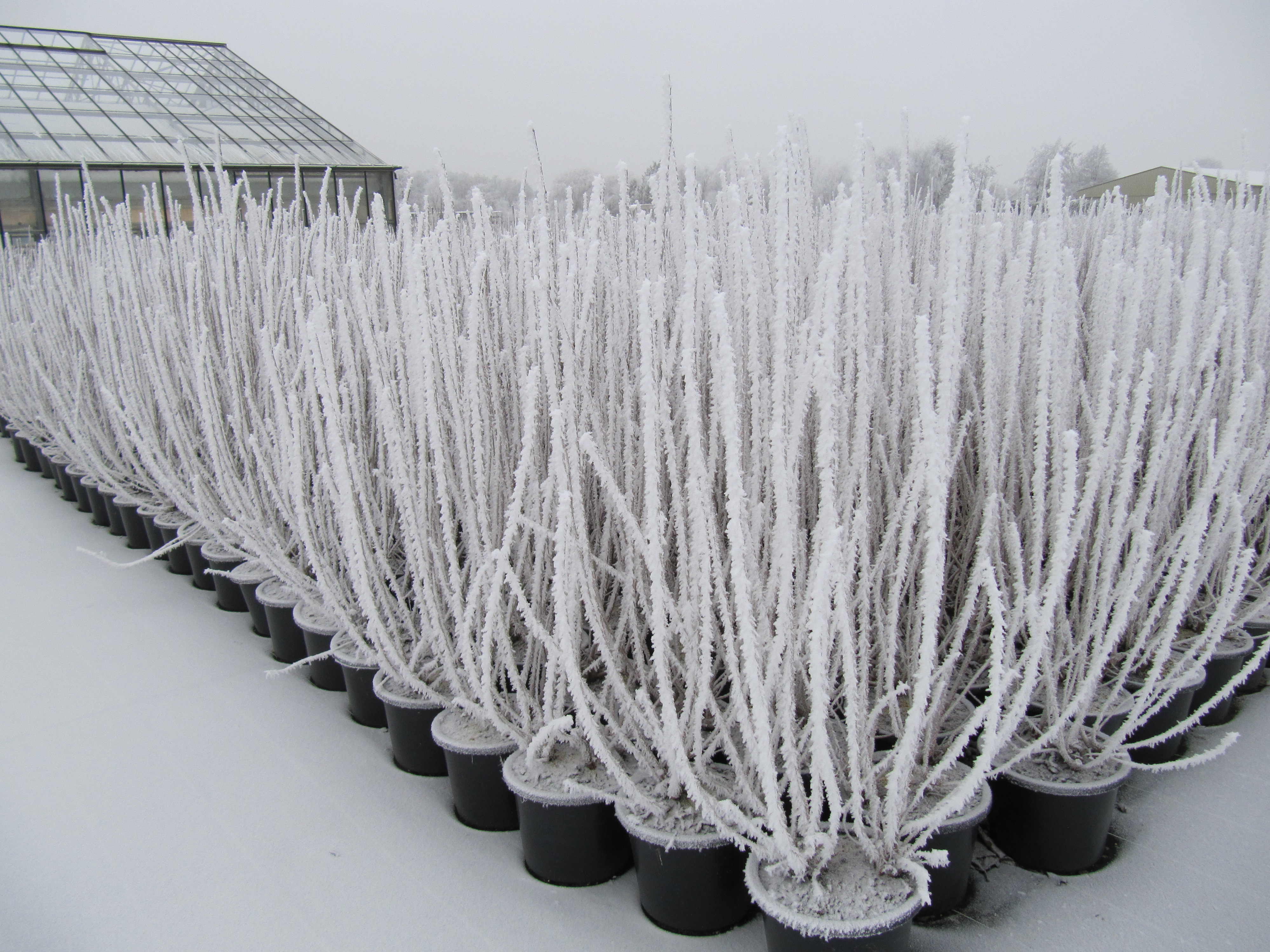 sneeuwballenstruiken in de sneeuw 18 jan 2017