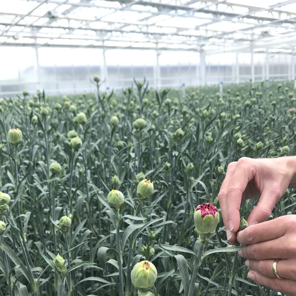 anjer-viburnum-kweker-aalsmeer